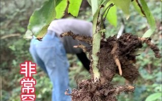 双肾草——盛产于中国的珍稀中草药（探寻双肾草的药用价值与栽培技巧）