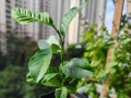 柠檬树苗种植指南（以柠檬树苗怎么种植方法为主题的详细指导）