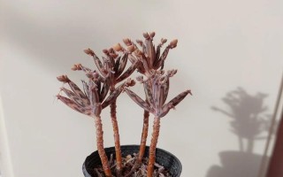 鹿角海棠换盆后的浇水技巧（掌握浇水频率，让鹿角海棠茁壮成长）