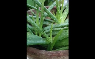 芦荟的生长速度及年增长量（探究芦荟生长速度快慢的原因及如何促进生长）