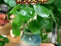铜钱草水培的养殖技巧（轻松掌握铜钱草水培，打造绿意盎然的家居环境）