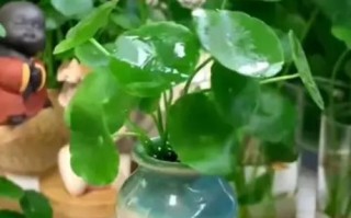 铜钱草水培的养殖技巧（轻松掌握铜钱草水培，打造绿意盎然的家居环境）
