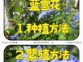 冬季养蓝雪花的技巧与注意事项（室内养殖蓝雪花，温暖冬日的别样景观）