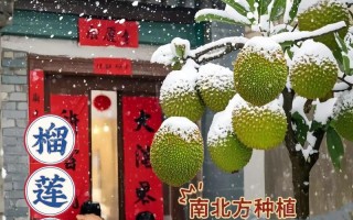 广西可种榴莲树，丰收美味无比（探究广西榴莲树种植现状及栽培技巧）