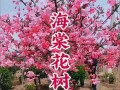 以西府海棠海棠怎么养的细节揭秘（养护方法、病虫害防治、施肥要点、剪枝技巧、常见问题解答）