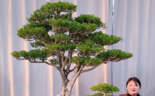 黄杨盆景塑造之美——创意造型技巧分享（探索黄杨盆景的无限魅力，打造独特美学风格）