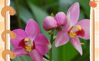 野生兰草的栽培与开花技巧（探索兰花开花的奥秘，分享野生兰草的独特之美）