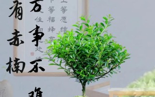 赤楠花卉养护技巧（赤楠花卉怎么养才能茂盛花期更长？）