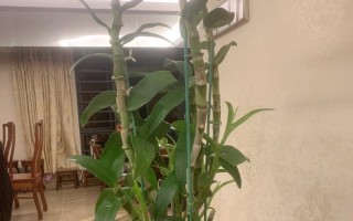如何处理兰花谢后的护理问题（兰花谢后的关键护理方法和注意事项）