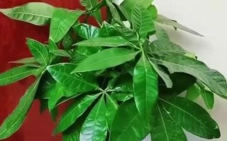 室内发财树过冬指南（以发财树在屋里怎么过冬为主题的全面指南）