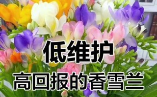香雪兰花期过后的养护指南（让你的香雪兰长得更美丽！）