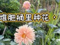 大丽花施肥的时间和方法（充分掌握大丽花施肥，让花期更美丽）