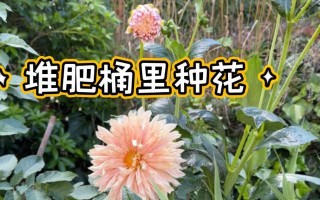大丽花施肥的时间和方法（充分掌握大丽花施肥，让花期更美丽）