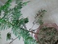 红豆杉生长周期及年均生长速度（探究红豆杉的年生长情况，解析红豆杉生长的规律）