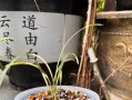 探索以花盆里的草的处理方法（让草变得更美丽的关键）