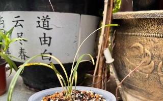 探索以花盆里的草的处理方法（让草变得更美丽的关键）