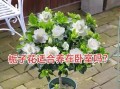 栀子花树的栽培和养护技巧（打造浪漫花园的秘诀，栀子花树成为焦点）