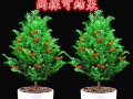 探索以有根红豆杉造型的艺术之美（从根部到顶端，见证红豆杉的独特之美）