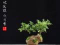 室内养护六月雪的秘诀（打造小清新的室内花园，）