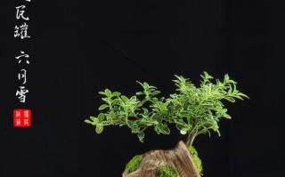室内养护六月雪的秘诀（打造小清新的室内花园，）
