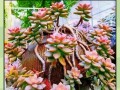 多肉怎么养才能长得又好又快（培育美丽多肉的秘诀多肉养护攻略大揭秘）