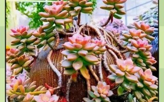 多肉怎么养才能长得又好又快（培育美丽多肉的秘诀多肉养护攻略大揭秘）