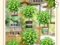 屋里怎样养桂花（打造室内桂花乐园，让芳香氤氲家中）
