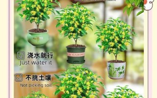 屋里怎样养桂花（打造室内桂花乐园，让芳香氤氲家中）