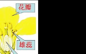 揭秘“桃花单性花”的真相（困惑已久的传言是否属实？——）