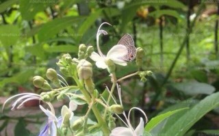 蓝蝴蝶的开花时间和特点（探究蓝蝴蝶的生长周期与生态环境）