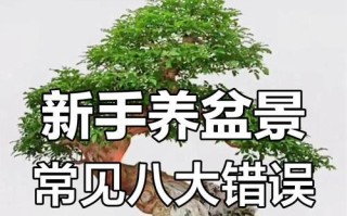 盆栽养护指南（让你的盆栽健康茁壮一生！）