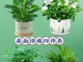 以水培步步高的养殖技巧（轻松掌握水培步步高的养殖要点）