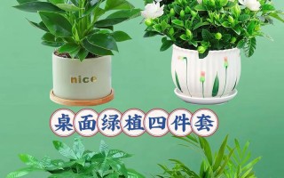 以水培步步高的养殖技巧（轻松掌握水培步步高的养殖要点）
