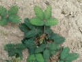 含羞草的生长环境与栽培技巧（了解含羞草的生态习性，打造适合生长的环境）