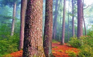 红松是重要的保护植物（生态保护、森林防火）