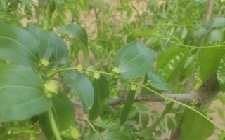 以吊兰西瓜怎么长得快？（掌握关键要素，助力吊兰西瓜迅速成长！）