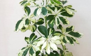 如何快速养成茂盛的鹅掌柴？（掌握关键技巧，助您打造枝繁叶茂的绿意天地）