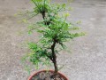 迎春花怎么养根？（揭秘迎春花的养殖技巧，让您的花园更美丽！）