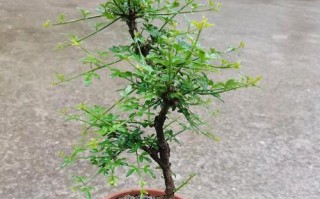 迎春花怎么养根？（揭秘迎春花的养殖技巧，让您的花园更美丽！）
