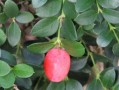 从小白到大虎——如何养好虎刺（虎刺养护指南，轻松掌握）