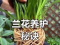 如何促使兰花出新芽（掌握正确的养护技巧，让兰花焕发新生）
