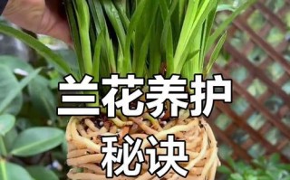 如何促使兰花出新芽（掌握正确的养护技巧，让兰花焕发新生）