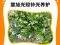 茉莉新叶子发黄怎么办？（解决茉莉新叶子发黄的方法与技巧）