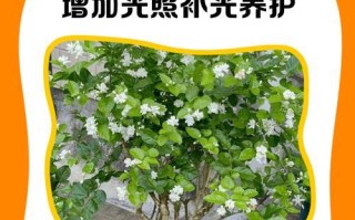 茉莉新叶子发黄怎么办？（解决茉莉新叶子发黄的方法与技巧）