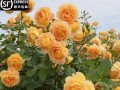 四季蔷薇开花周期解析（四季蔷薇是四季开花吗？解读四季蔷薇的开花规律）