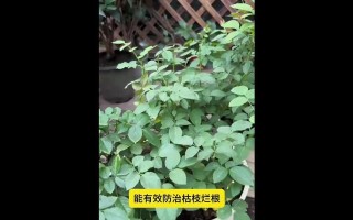 月季花为什么会枯枝掉叶？（探究月季花枯枝掉叶的原因和处理方法）