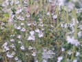 百里香开花后的护理与利用（充分利用百里香花朵，保护植株生长）