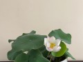 室内莲花养护指南（打造优美空间的关键是如何正确照料室内莲花）