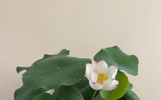 室内莲花养护指南（打造优美空间的关键是如何正确照料室内莲花）