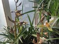 夏季惠兰的养护全攻略（打造花园中的绚丽瑰宝，轻松掌握养殖技巧）